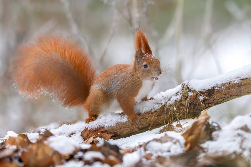 red squirrel, eurasian red squirrel, sciurus vulgaris, squirrel, mammal, rodent, wildlife, wildlife photography, nature, animal, woodland, forest, winter, snow, snowy forest, snow covered, winter wildlife, bushy tail, fluffy tail, tufted ears, cute animal Red Squirrel in Winter фото превью