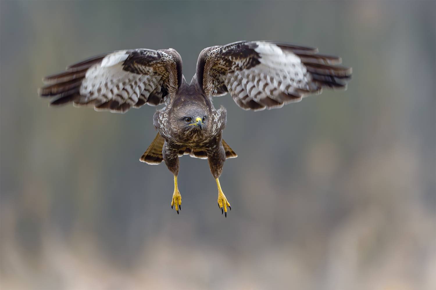 common buzzard, buzzard, buteo buteo, bird of prey, raptor, hawk, wildlife, wildlife photography, bird photography, flying bird, bird in flight, flight, wings spread, spread wings, frontal view, flying toward camera, symmetrical, talons, predator, hunting, Damian Kwasek