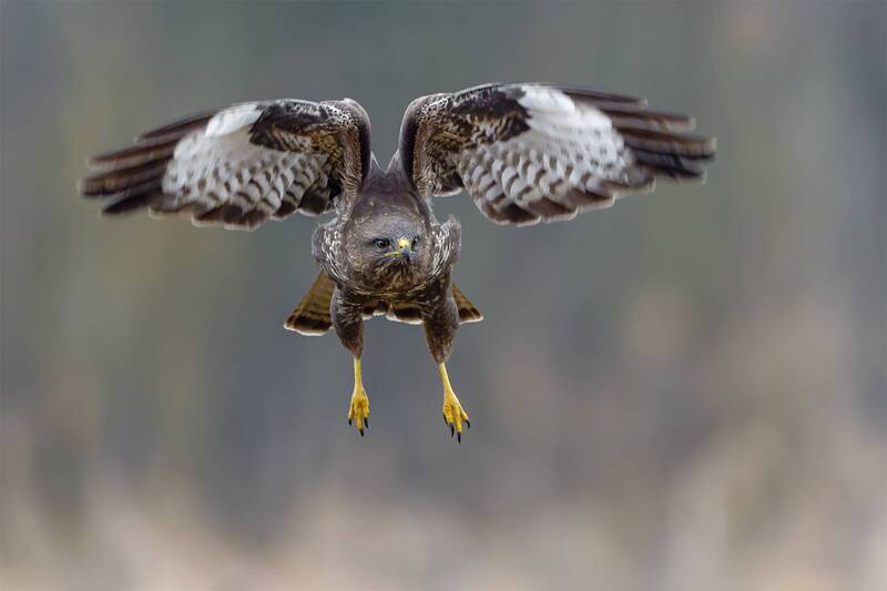 common buzzard, buzzard, buteo buteo, bird of prey, raptor, hawk, wildlife, wildlife photography, bird photography, flying bird, bird in flight, flight, wings spread, spread wings, frontal view, flying toward camera, symmetrical, talons, predator, hunting Common Buzzard in Flight фото превью