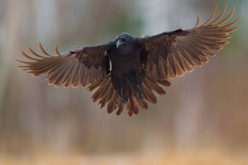 common raven, raven, corvus corax, corvid, black bird, bird, wildlife, wildlife photography, bird photography, flying bird, bird in flight, flight, wings spread, spread wings, frontal view, flying toward camera, soaring, feathers, plumage, intelligent bir Common Raven in Flight фото превью