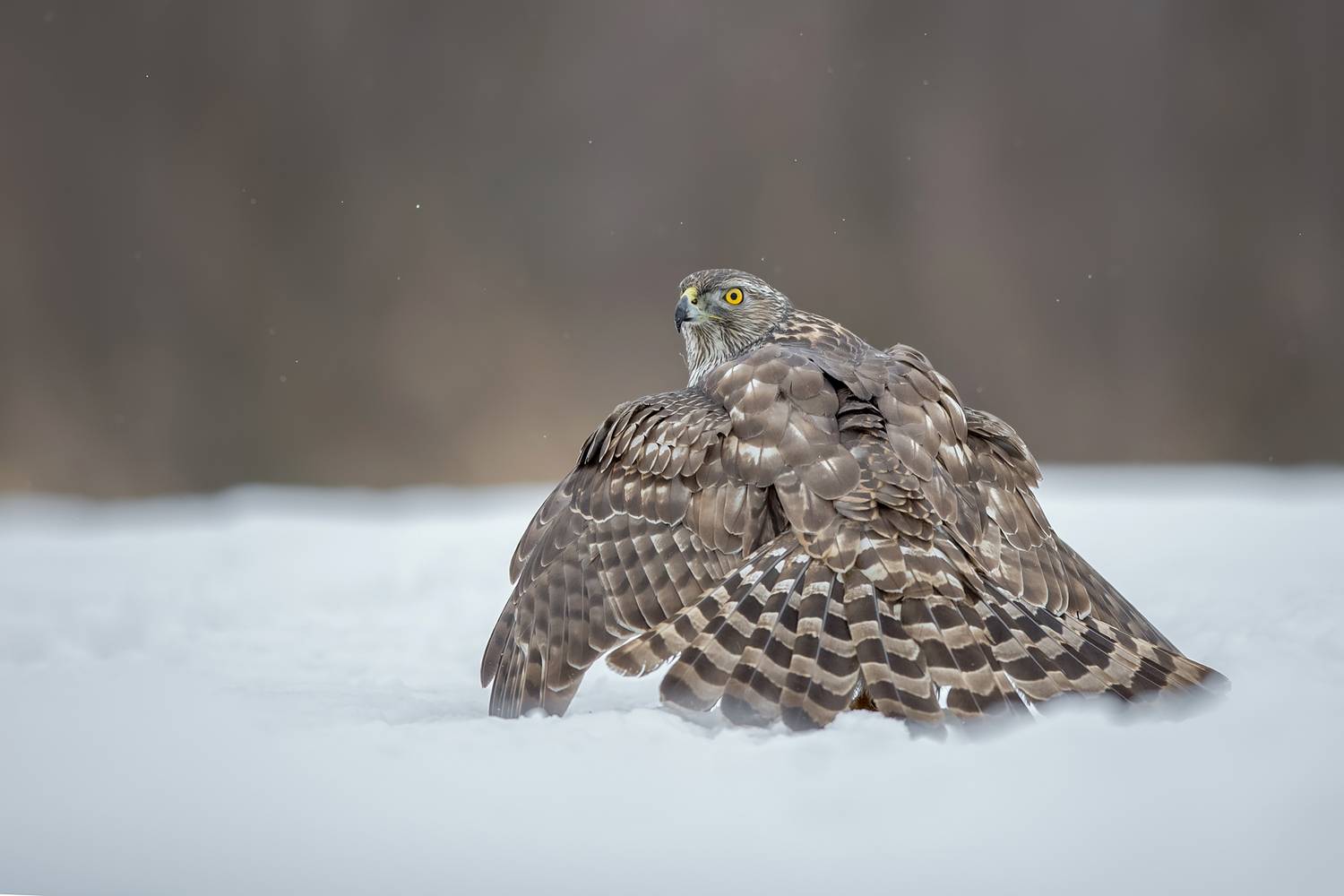 northern goshawk, goshawk, accipiter gentilis, hawk, raptor, bird of prey, bird, wildlife, wildlife photography, bird photography, predator, winter, snow, snowy, resting bird, wings spread, tail fan, feather detail, yellow eyes, woodland, forest, natural , Damian Kwasek