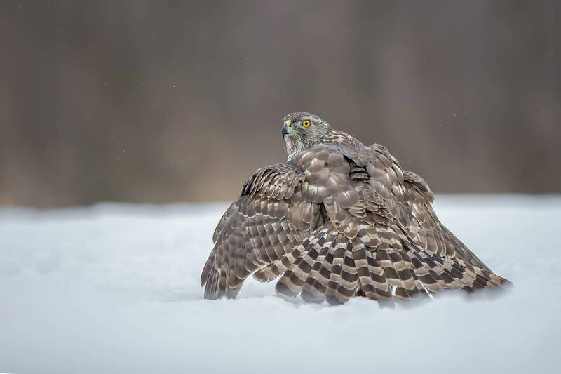 northern goshawk, goshawk, accipiter gentilis, hawk, raptor, bird of prey, bird, wildlife, wildlife photography, bird photography, predator, winter, snow, snowy, resting bird, wings spread, tail fan, feather detail, yellow eyes, woodland, forest, natural  Northern Goshawk Resting in Snow фото превью
