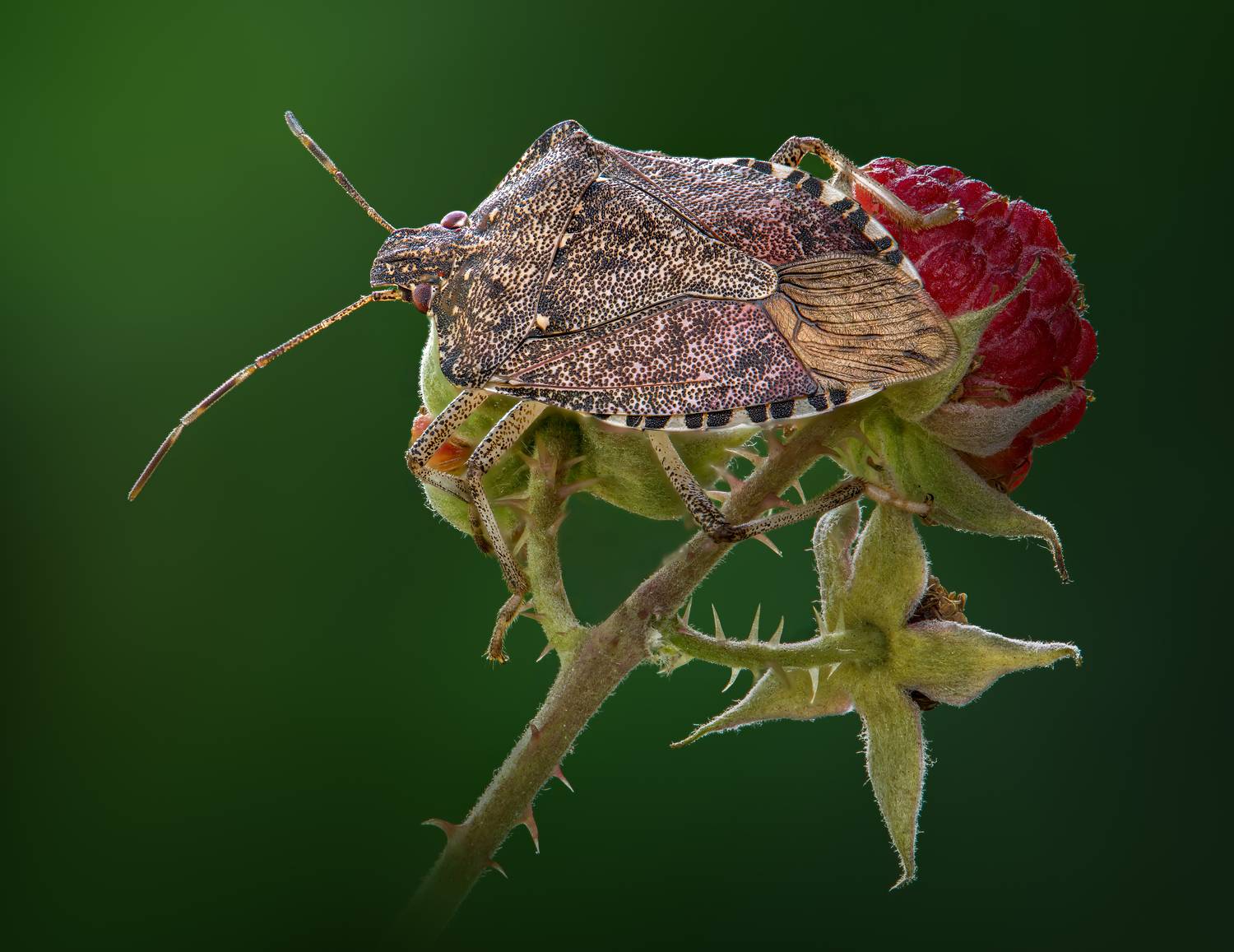 beetle, shield bug, macro, berry, Atul Saluja