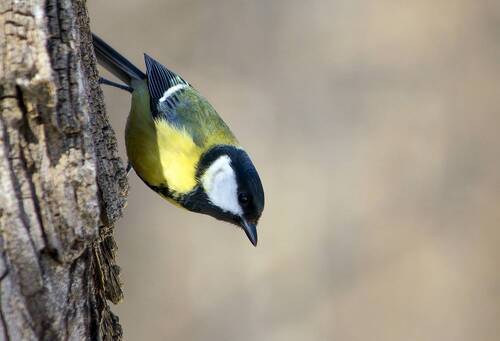Большая синица (Parus major)