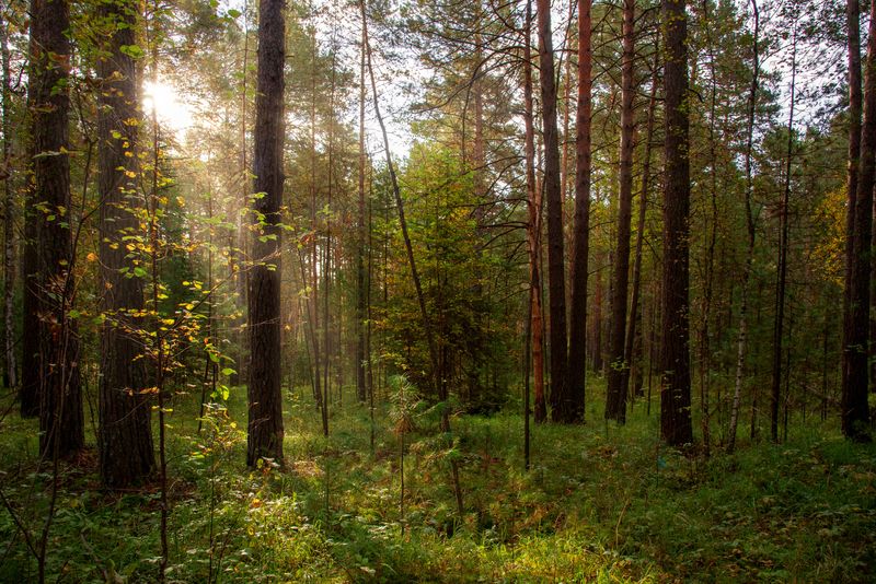 Утро в сосновом бору фото превью