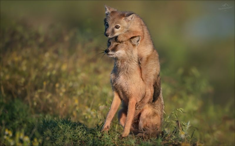 корсак, корсаки, корсачок, корсачонок, озеро маныч, калмыкия, степная лисица, лиса, vulpes corsac ЖМУРКИ фото превью