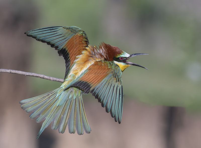 Merops apiaster фото превью