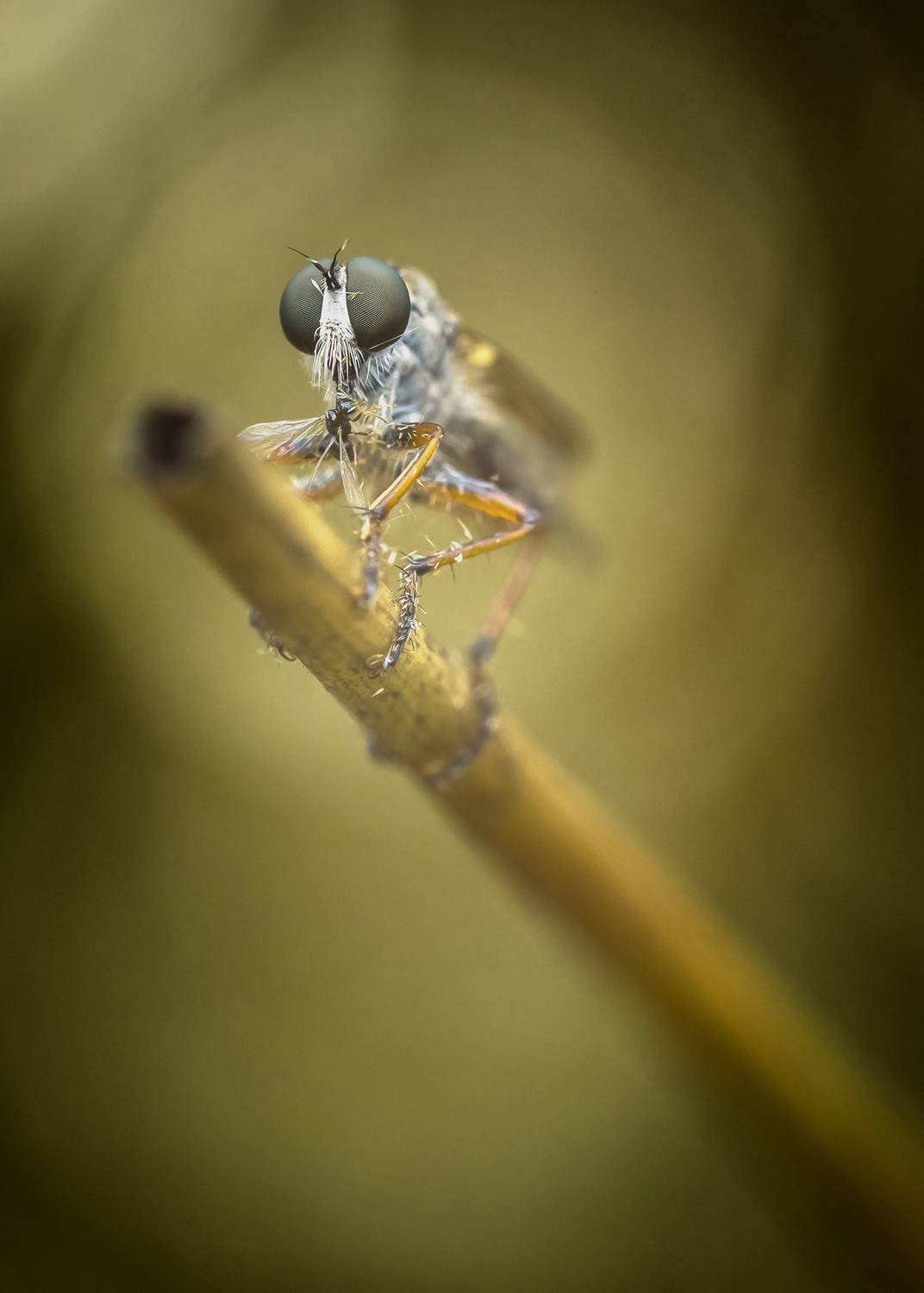 nature, animal, bokeh, insect, diptera, close up, predator, robber fly, Andr&eacute;s Emilio
