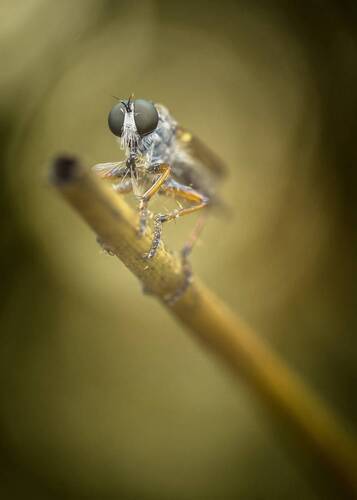 Asilidae