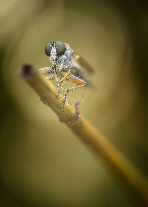 nature, animal, bokeh, insect, diptera, close up, predator, robber fly Asilidae фото превью