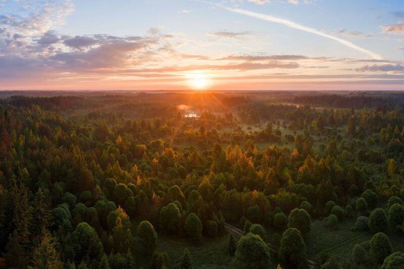 Лес, Ленинградская область Лесной рассвет фото превью