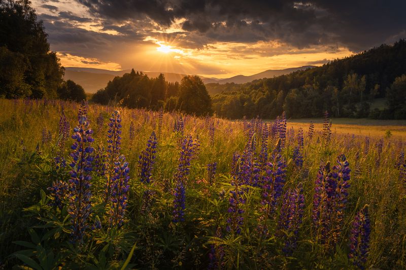 Lupins фото превью