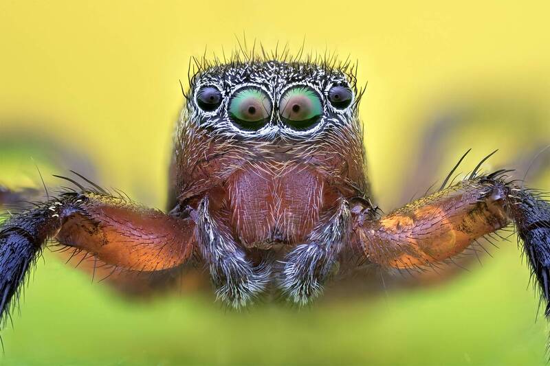 ceclii, macro  фото превью
