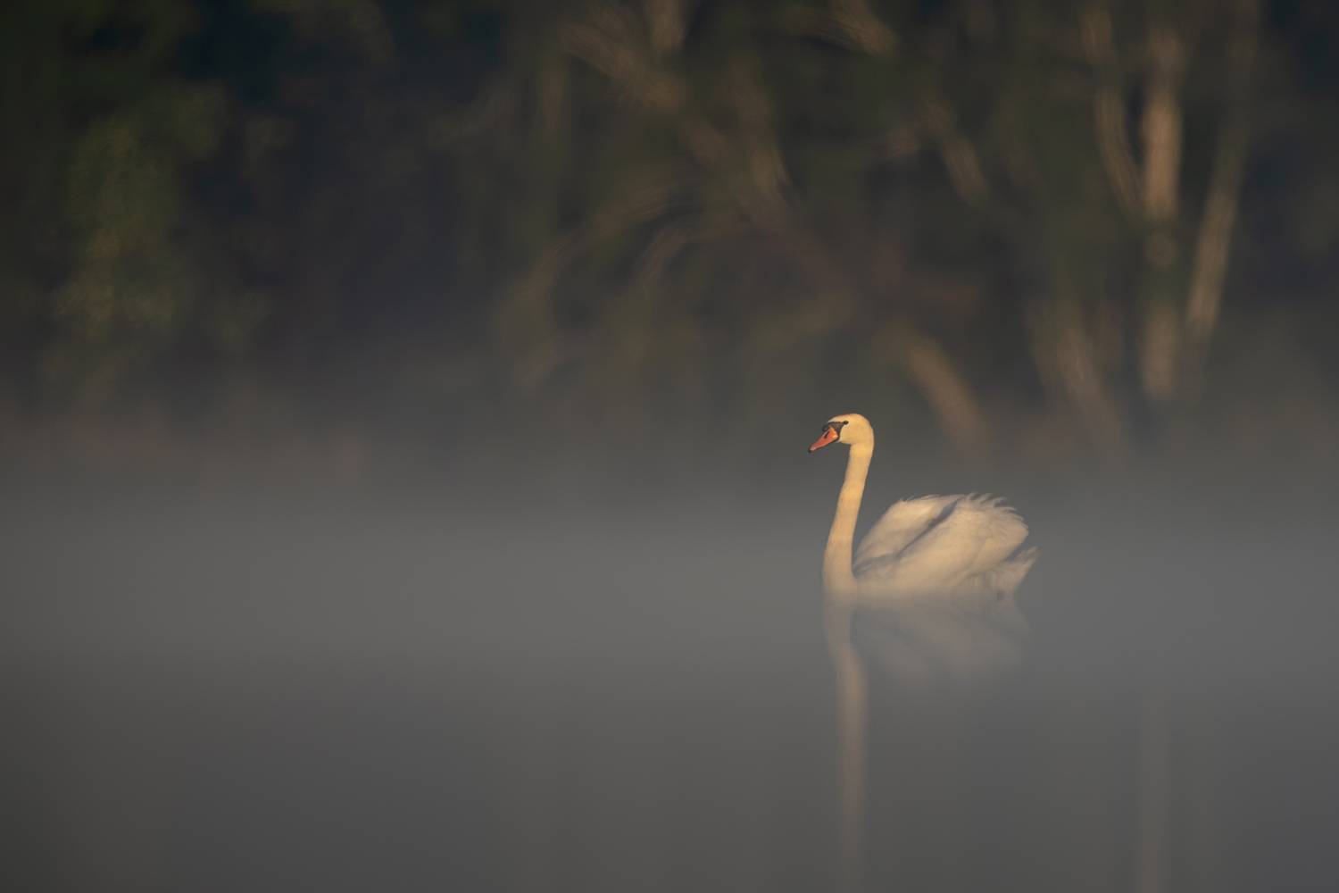 mute swan, cygnus olor, swan, bird, waterbird, wildlife, wildlife photography, bird photography, morning mist, mist, fog, foggy morning, sunrise, dawn, golden light, lake, reflection, calm water, tranquil, peaceful, minimalist, nature, wetland, elegant, w, Damian Kwasek