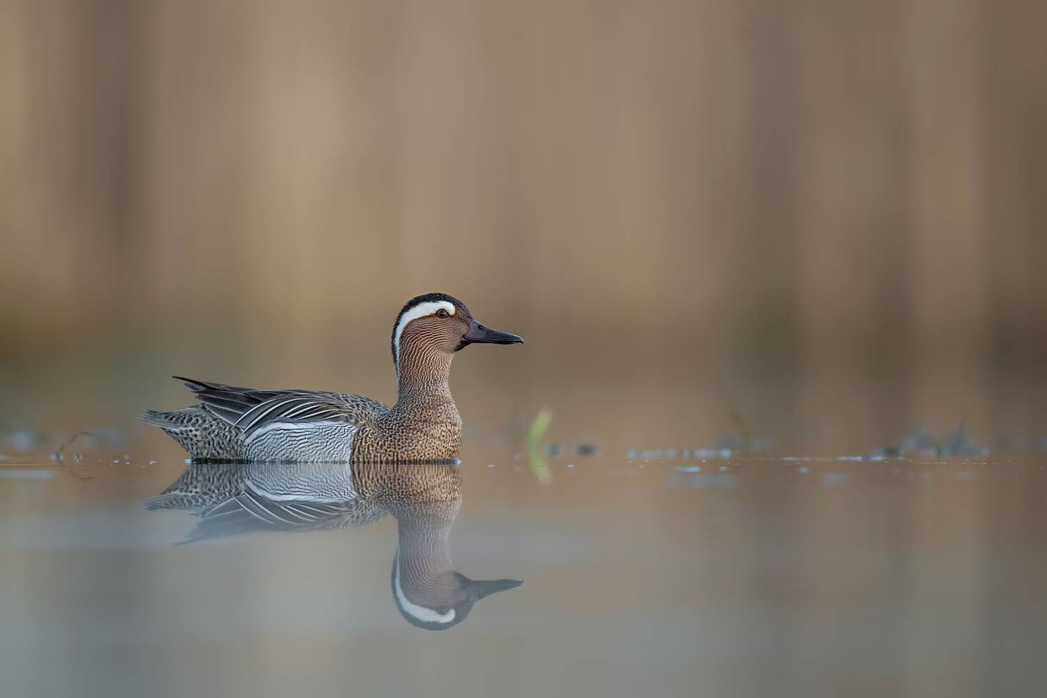 garganey, spatula querquedula, garganey drake, duck, wild duck, waterfowl, bird, wildlife, wildlife photography, bird photography, reflection, calm water, wetland, marsh, lake, sunrise, dawn, golden light, spring, breeding plumage, swimming, nature, europ, Damian Kwasek