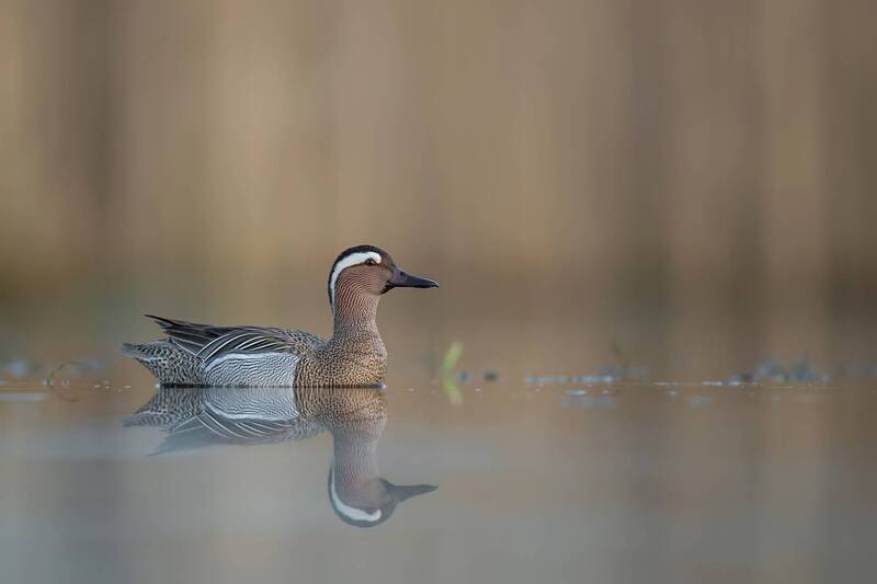 garganey, spatula querquedula, garganey drake, duck, wild duck, waterfowl, bird, wildlife, wildlife photography, bird photography, reflection, calm water, wetland, marsh, lake, sunrise, dawn, golden light, spring, breeding plumage, swimming, nature, europ Garganey Drake Swimming at Dawn фото превью