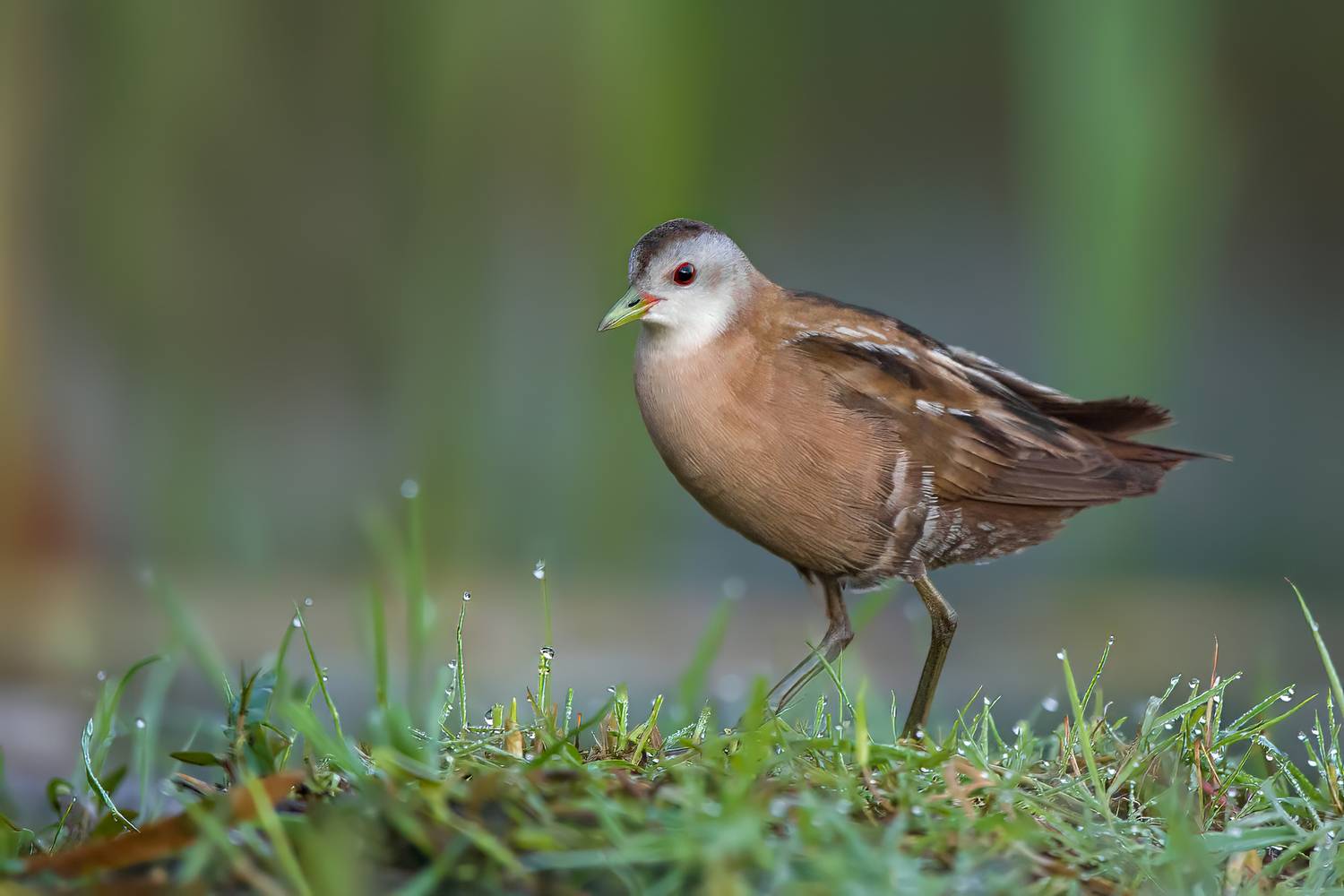 baillons crake, zapornia pusilla, crake, marsh bird, rail, waterbird, wetland bird, bird, wildlife, wildlife photography, bird photography, wetland, marsh, reeds, dew, dewy grass, grass, morning, sunrise, soft light, red eye, elusive bird, rare bird, natu, Damian Kwasek