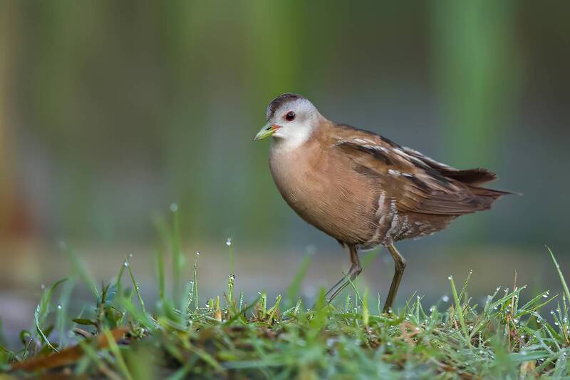 baillons crake, zapornia pusilla, crake, marsh bird, rail, waterbird, wetland bird, bird, wildlife, wildlife photography, bird photography, wetland, marsh, reeds, dew, dewy grass, grass, morning, sunrise, soft light, red eye, elusive bird, rare bird, natu Baillon\\\'s Crake Walking Through Dewy Grass фото превью
