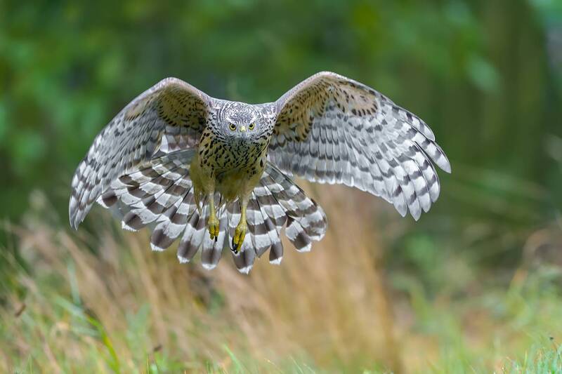Northern Goshawk in Flight – Frontal View