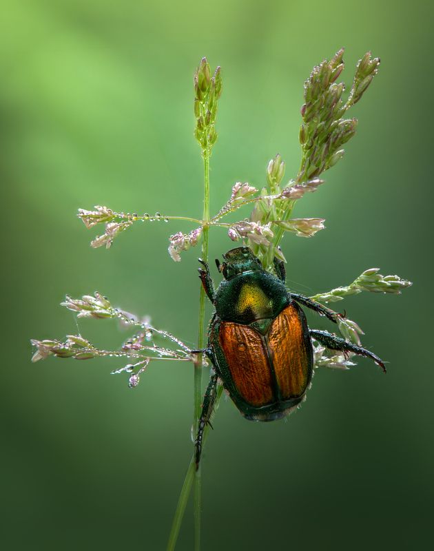 beetle, japanese beetle, grass, dew, morning The quiet ascent фото превью