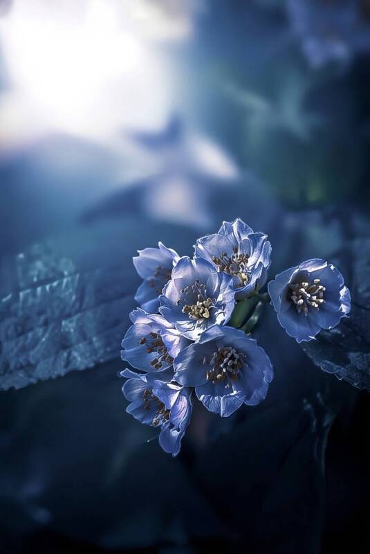 макро, macro, чубушник, лето, summer Чубушник фото превью