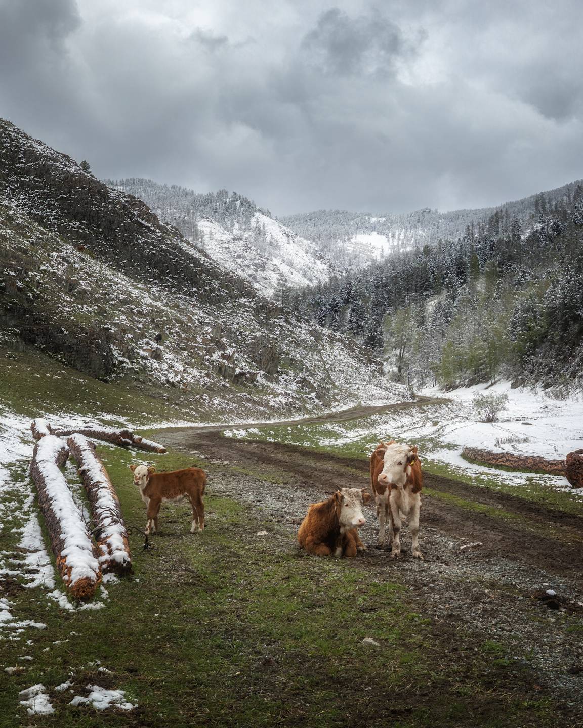 алтай, горы, коровы, весна, Марголин Алексей