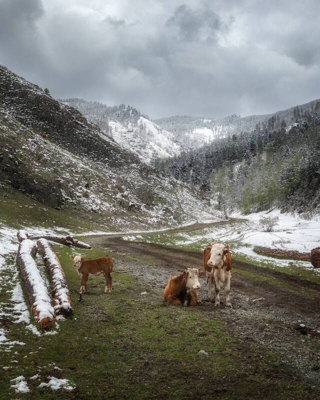 алтай, горы, коровы, весна *** фото превью