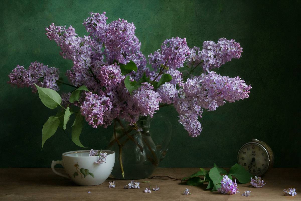 сирень, цветение, Колеснева Елена