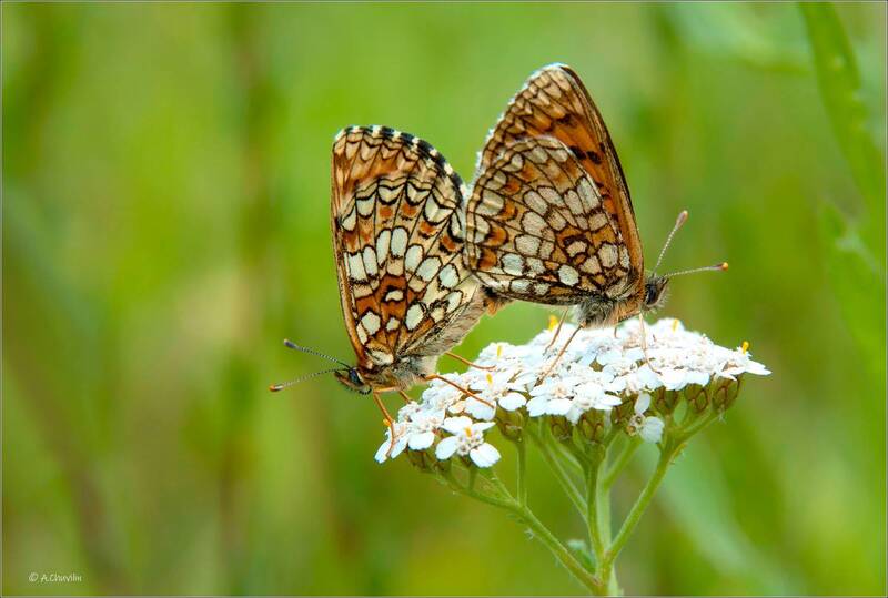 бабочки, пара, шашечницы, aurelia, melitaea Шашечки фото превью