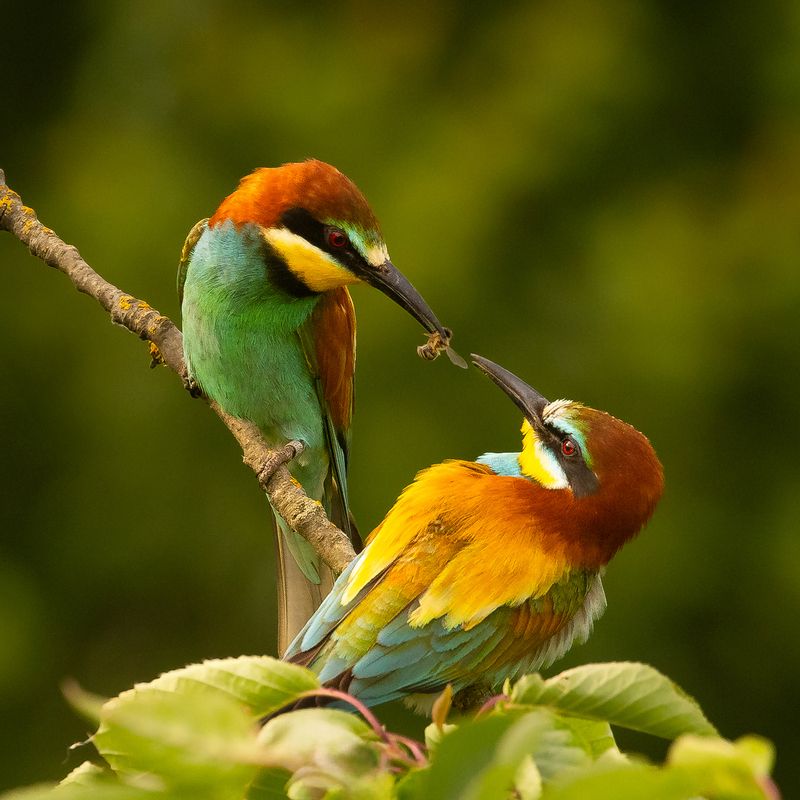 Bee-eater фото превью