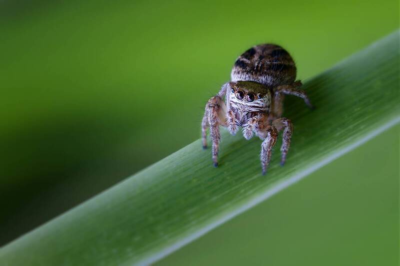 макро, макрофотография, паук, скакунчик, паук скакунчик, macro, spider Взгляд с травинки фото превью