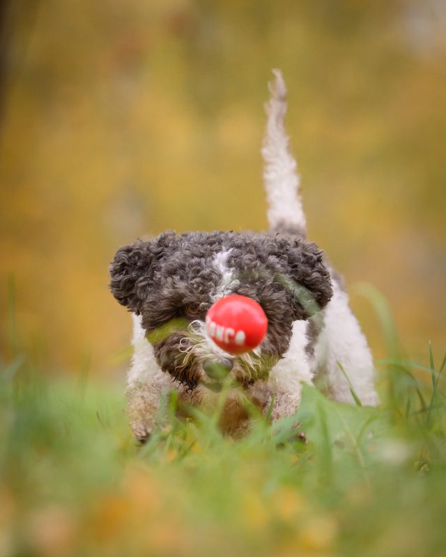 Ball фото превью