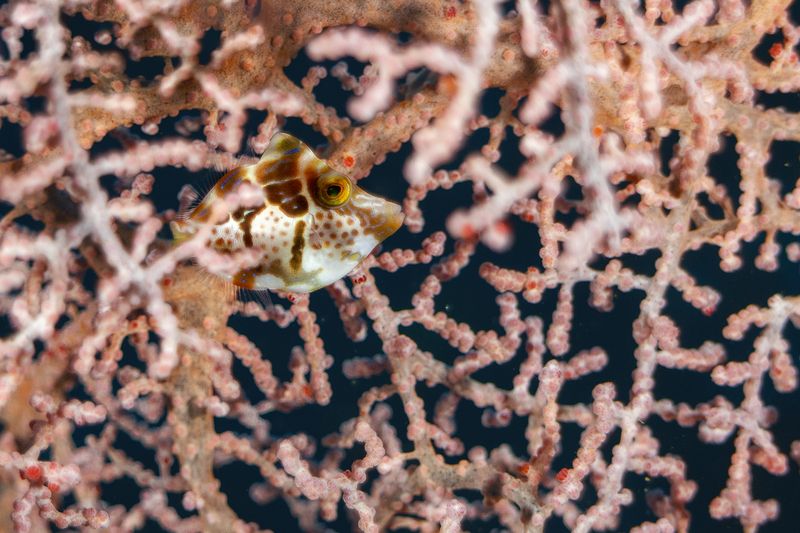 Mimic Filefish фото превью
