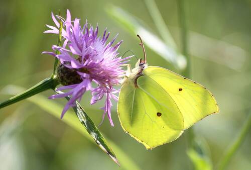 Крушинница (Gonepteryx rhamni)