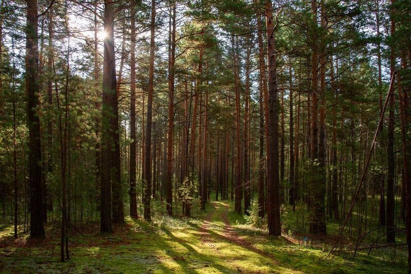Утро в сосновом бору фото превью