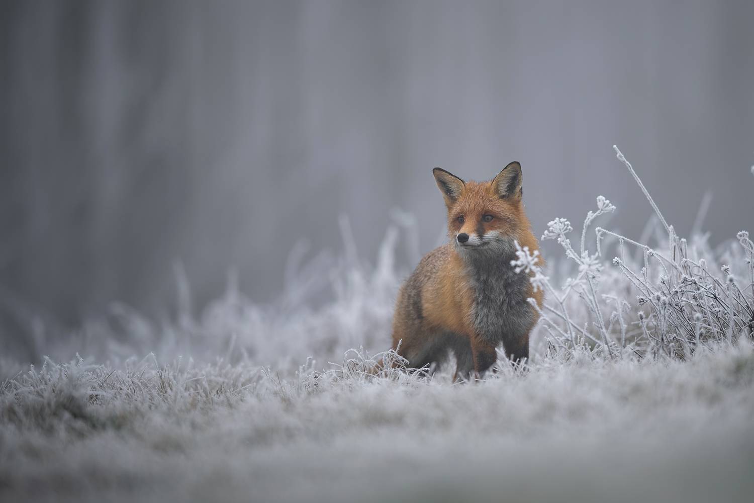 red fox, vulpes vulpes, fox, mammal, wildlife, wildlife photography, animal photography, predator, carnivore, winter, frost, frosty meadow, hoarfrost, mist, fog, foggy morning, winter landscape, cold, snowy, woodland, forest edge, nature, natural habitat,, Damian Kwasek