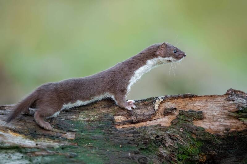 least weasel, mustela nivalis, weasel, mustelid, mammal, wildlife, wildlife photography, animal photography, predator, carnivore, small mammal, forest, woodland, fallen log, tree trunk, nature, natural habitat, alert, profile, side view, portrait, copy sp Least Weasel on Fallen Log фото превью