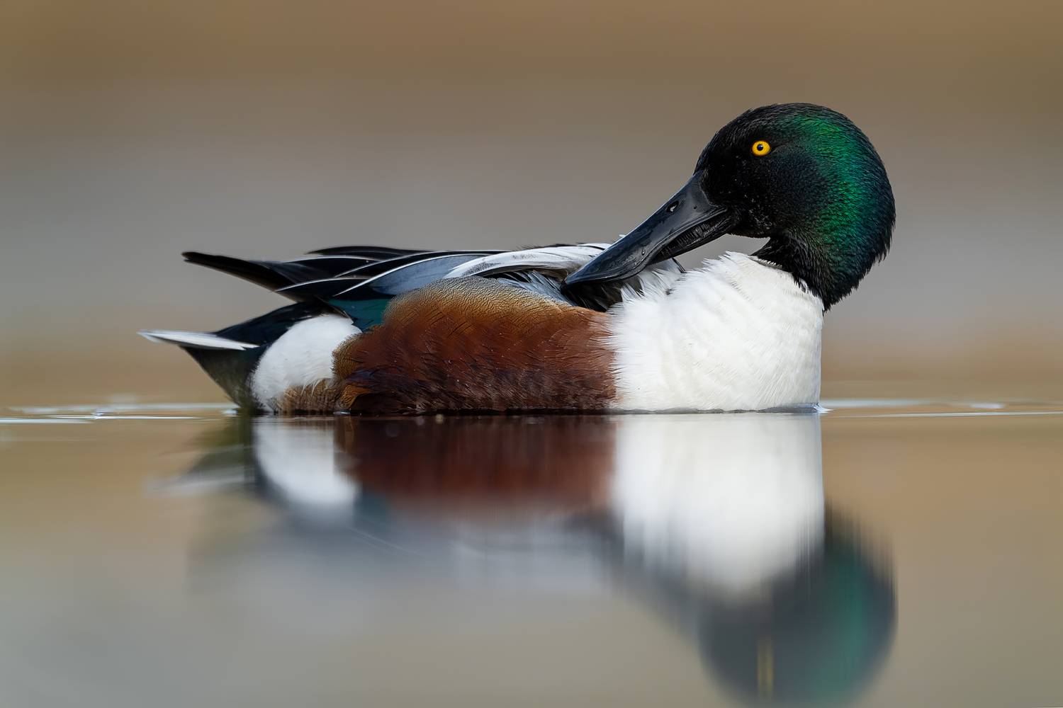 Northern Shoveler Drake Reflection. Автор: Damian Kwasek northern shoveler, shoveler, spatula clypeata, duck, drake, male duck, waterfowl, bird, wild bird, wildlife, wildlife photography, bird photography, water bird, aquatic bird, reflection, calm water, floating, preening, grooming, colorful plumage, green he, Damian Kwasek