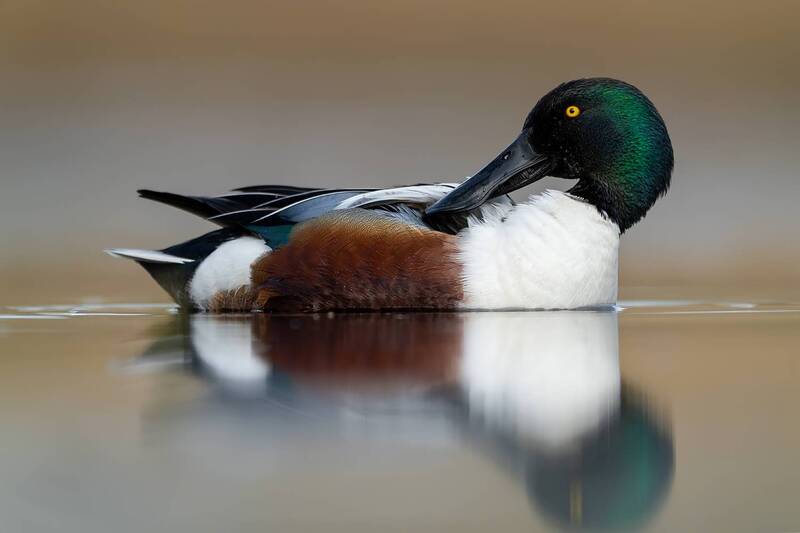 northern shoveler, shoveler, spatula clypeata, duck, drake, male duck, waterfowl, bird, wild bird, wildlife, wildlife photography, bird photography, water bird, aquatic bird, reflection, calm water, floating, preening, grooming, colorful plumage, green he Northern Shoveler Drake Reflection фото превью