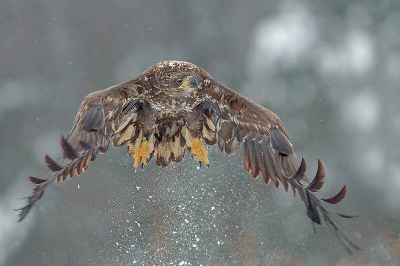 white-tailed eagle, haliaeetus albicilla, eagle, bird of prey, raptor, wildlife, wildlife photography, bird photography, flying eagle, eagle in flight, takeoff, landing, action, wings spread, frontal view, talons, predator, winter, snow, snowfall, snow sp White-tailed Eagle Takeoff in Snow фото превью
