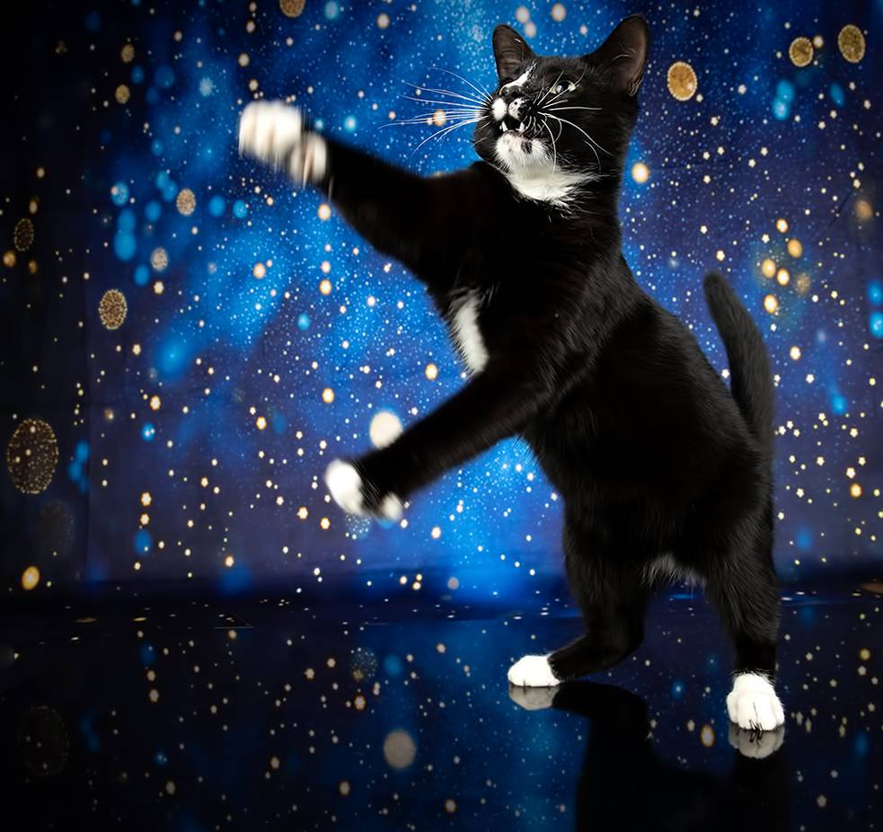 cat, kitten, котенок, кот, домашнии питомцы, black kitten, black cat, Etkind Elizabeth