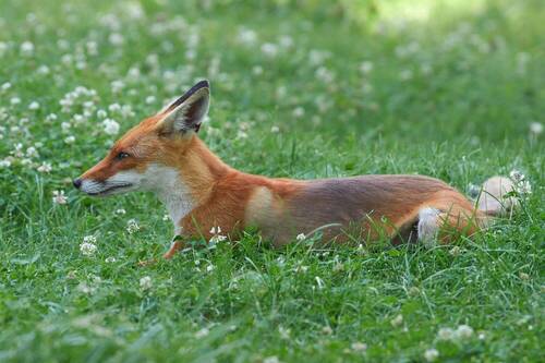 Vulpes vulpes