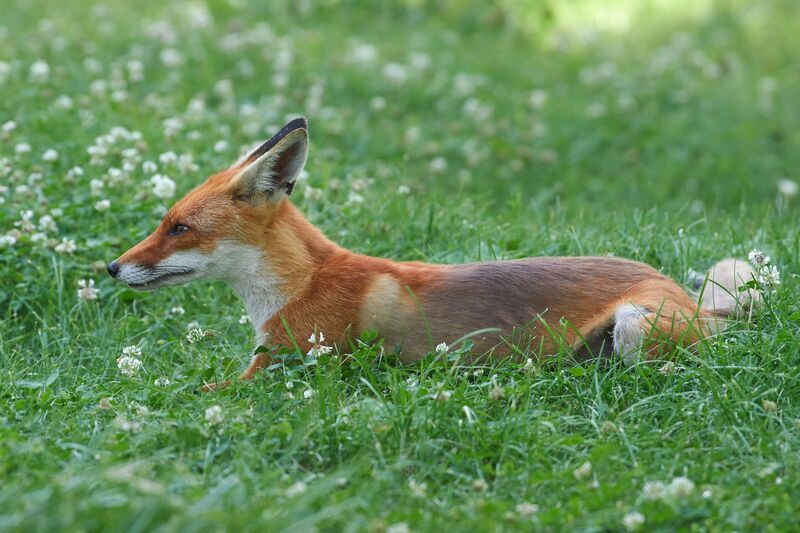 Vulpes vulpes, рыжая лисица Vulpes vulpes фото превью