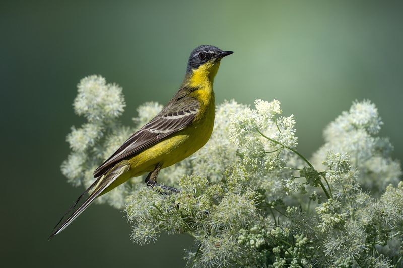 Птицы, фотоохота, birdwatching, трясогузка, желтая трясогузка Жёлтая трясогузка фото превью