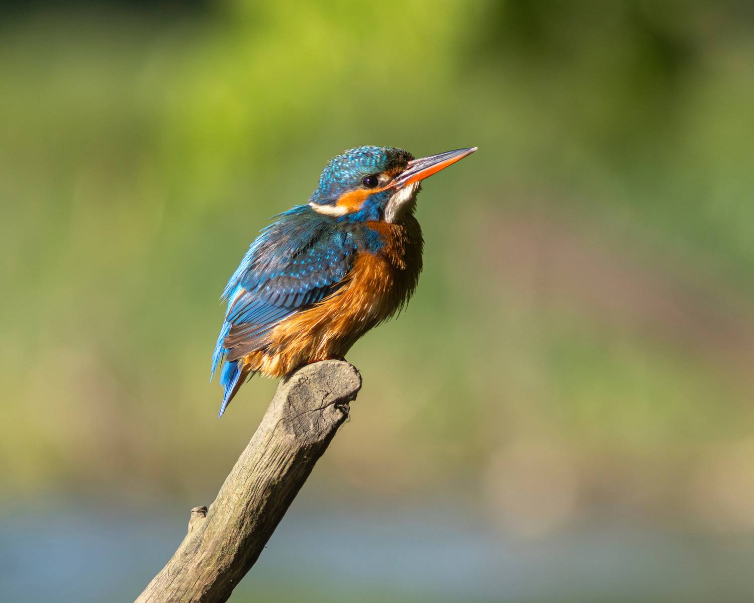 зимородок, обыкновенный зимородок, alcedo atthis, common kingfisher, kingfisher, wildlife, nature, bird, birdwatching, lake, озеро, природа, птица, имение фридрихштайн, птицы калининградской области, Бондаренко Георгий