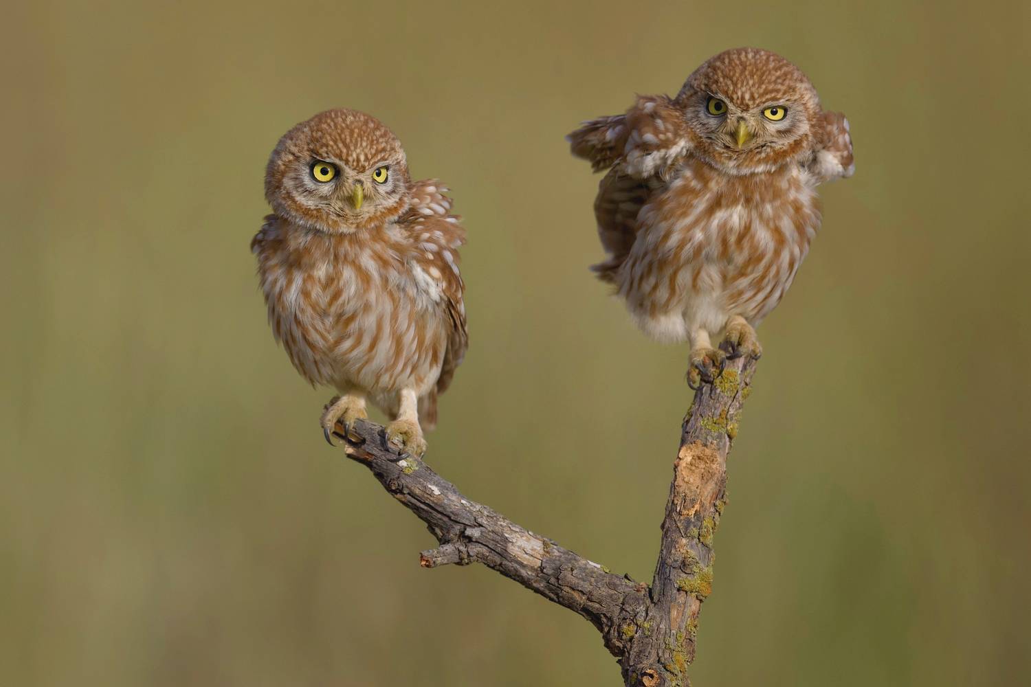 Little owls . Автор: David Manusevich , David Manusevich