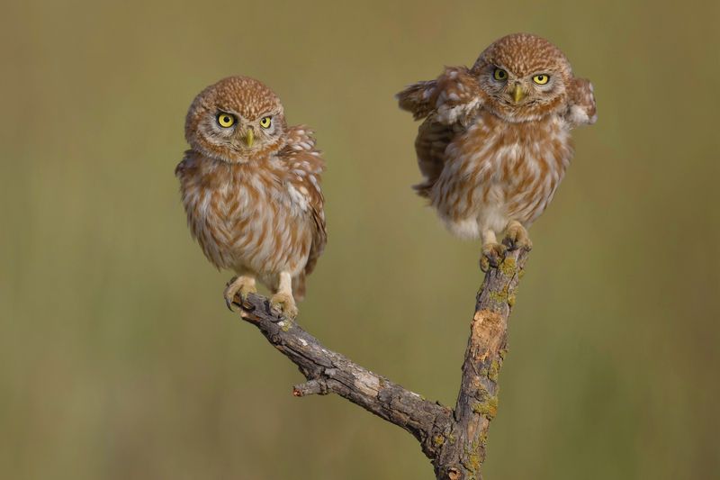 Little owls  фото превью