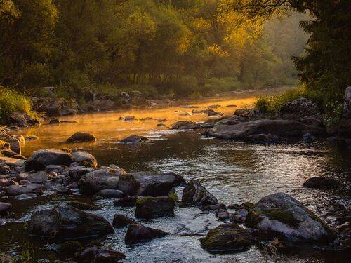 Golden light on the river