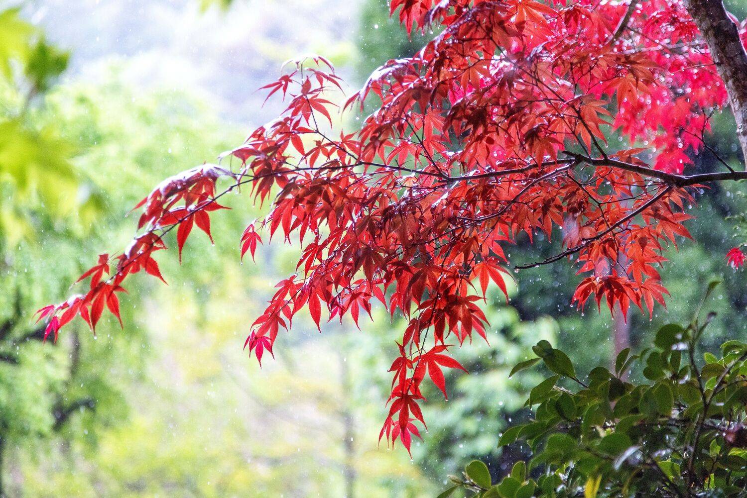 Japan, Liliya Tkachenko