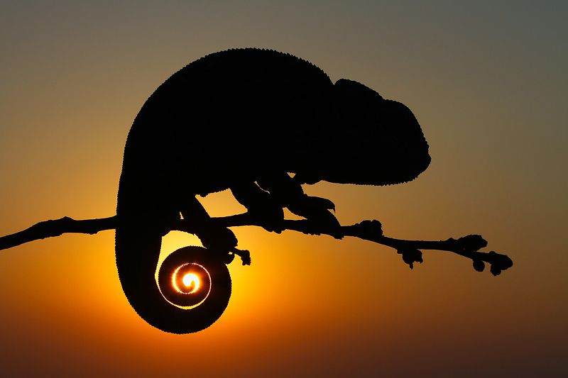 nature, chameleon, animal, reptile, canon, sun, sunset, wildlife, summer s u n s e t фото превью